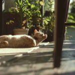 adobe express file (93)