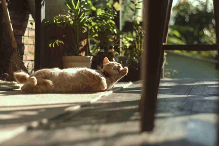 Concreting Services in Adelaide: Driveways, Patios, and Outdoor Flooring Options